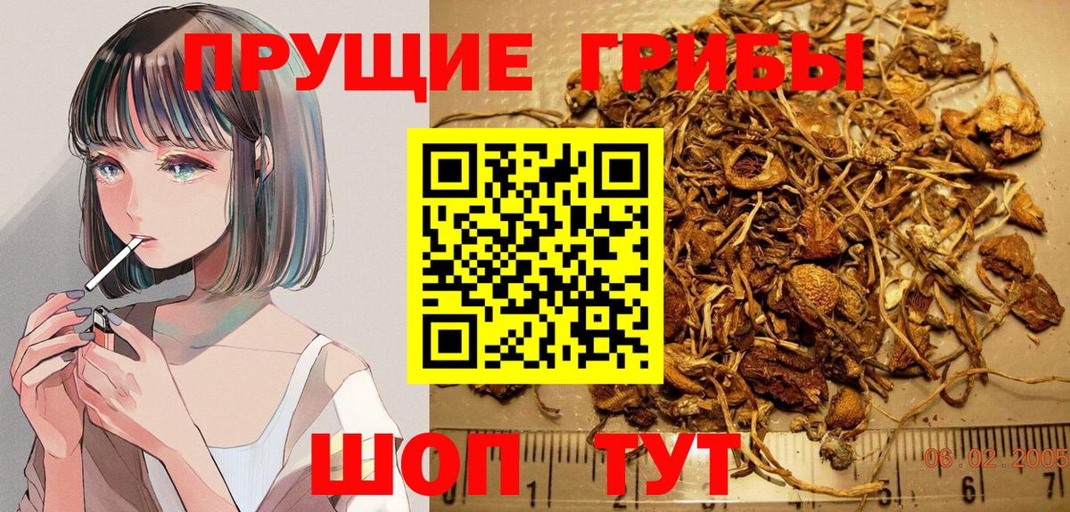 Псилоцибиновые грибы Cubensis  Вход с VPN  Зима 